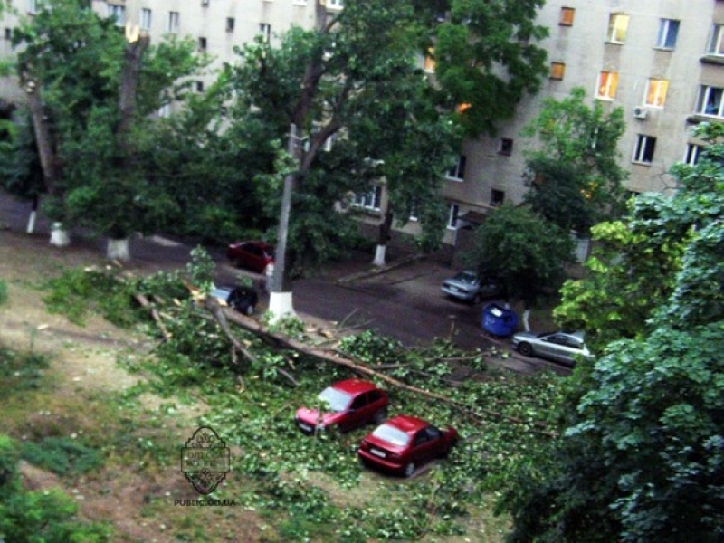 В Одессе во время грозы упало дерево