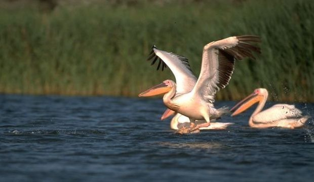 До 2050 года уровень воды в Дунае вырастет на 50 см, а Одесской области грозит засуха – WWF