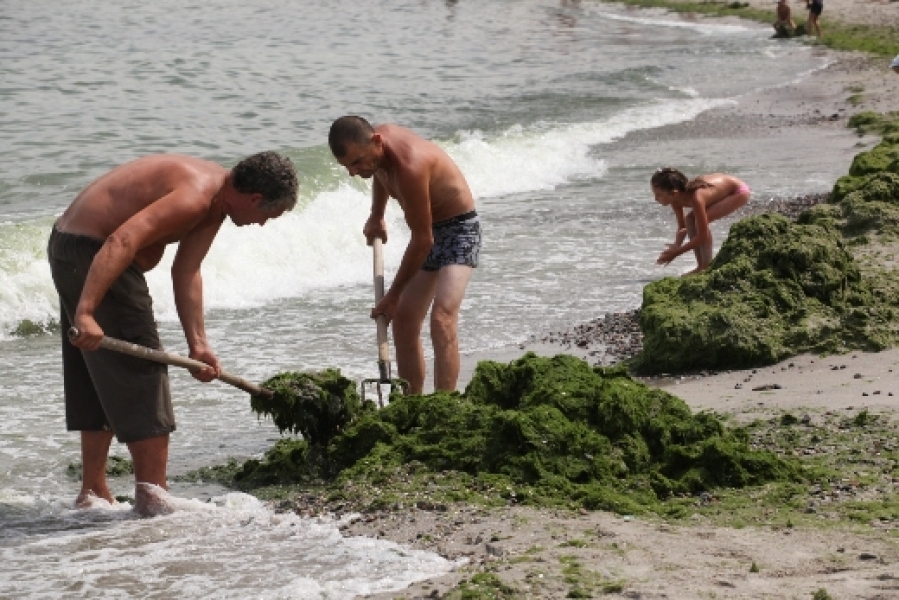 Коммунальщики начали очищать пляжи Одессы от засилья водорослей 