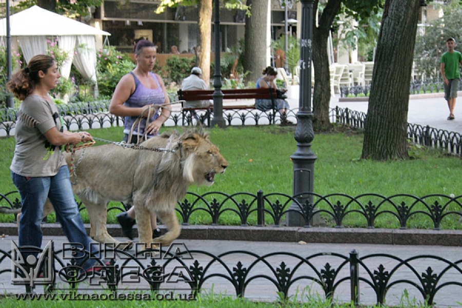 Лев Папы Римского прогулялся по центру Одессы (фото) 