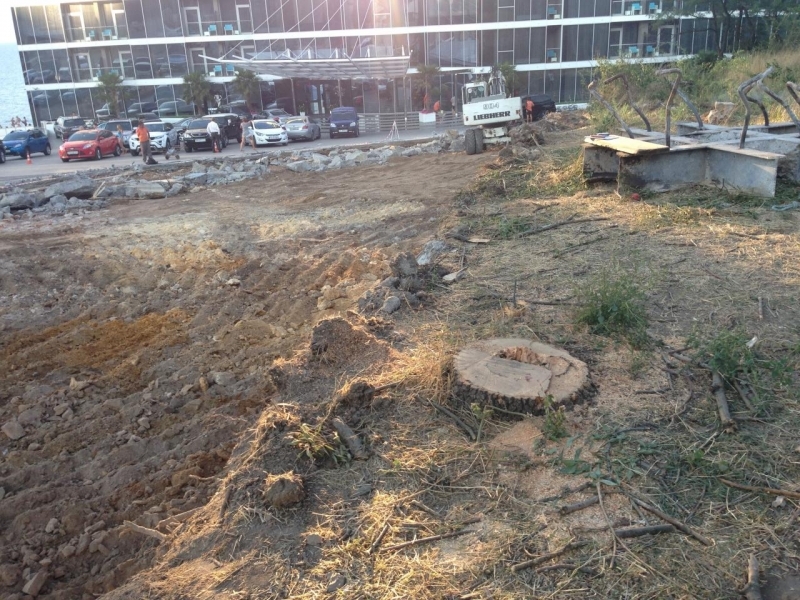 Рабочие спиливают деревья на склоне у Ланжерона, прикрываясь визитом Порошенко (фото)