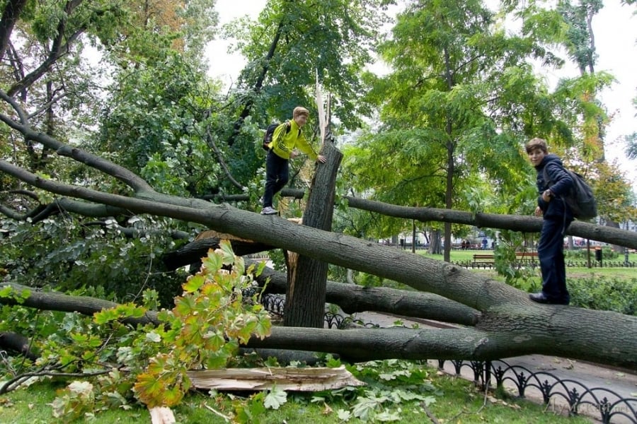 Сильный ветер повалил деревья в одесском Горсаду (фото)