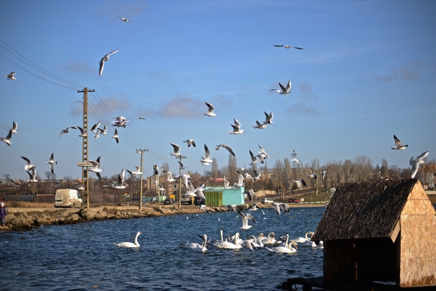 Горожане кормят лебедей, уток и чаек, зимующих на Ильичевской переправе (фото)