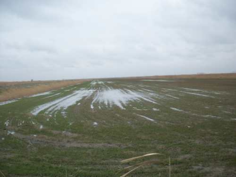 Паводок уничтожил часть посевов озимых в Килийском районе Одесщины (фото)