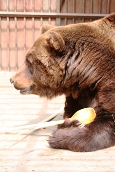 Медведицы порадовали работников Одесского зоопарка пополнением