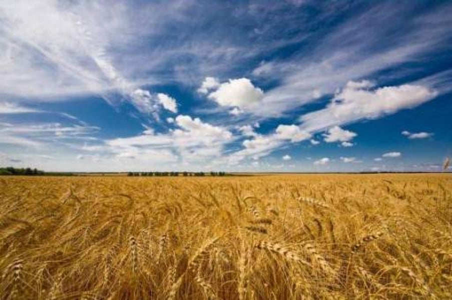 Себестоимость 1 кг хлеба в Одесской области в 2015 году составит 30 грн. – эксперт