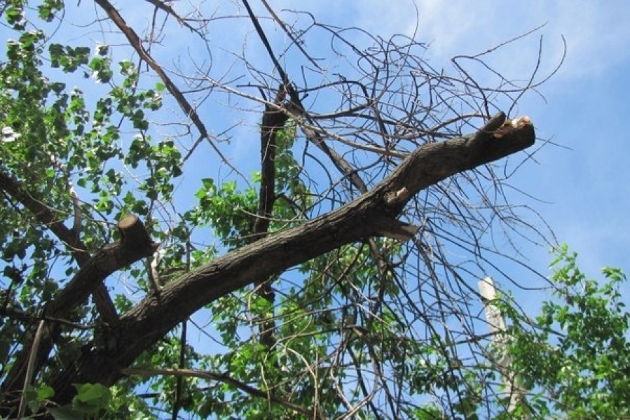 Ветка дерева убила тренера во время детских соревнований по триатлону в Одессе 