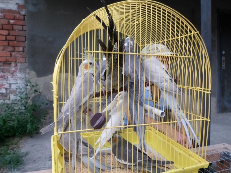 Выставка голубей и декоративной птицы состоялась в Ананьеве (фото)