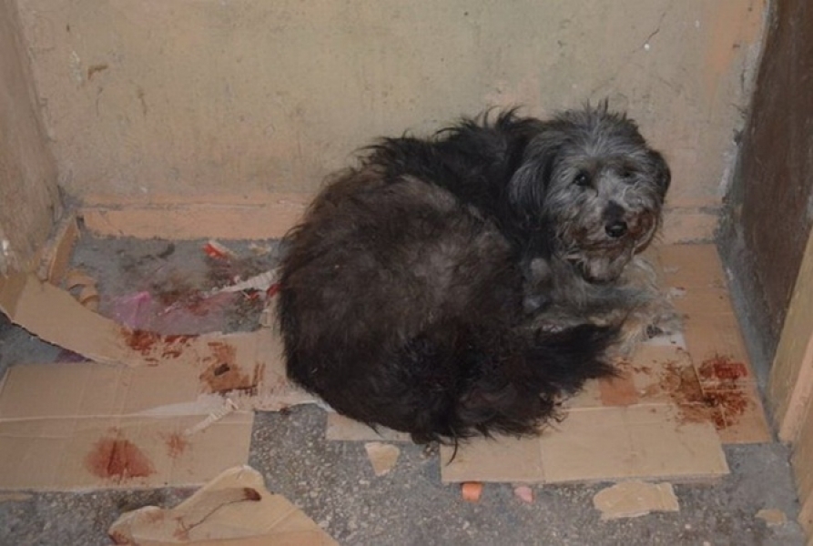 Суд подтвердил приговор двум владельцем питбулей, убивших бездомную собаку в Одессе