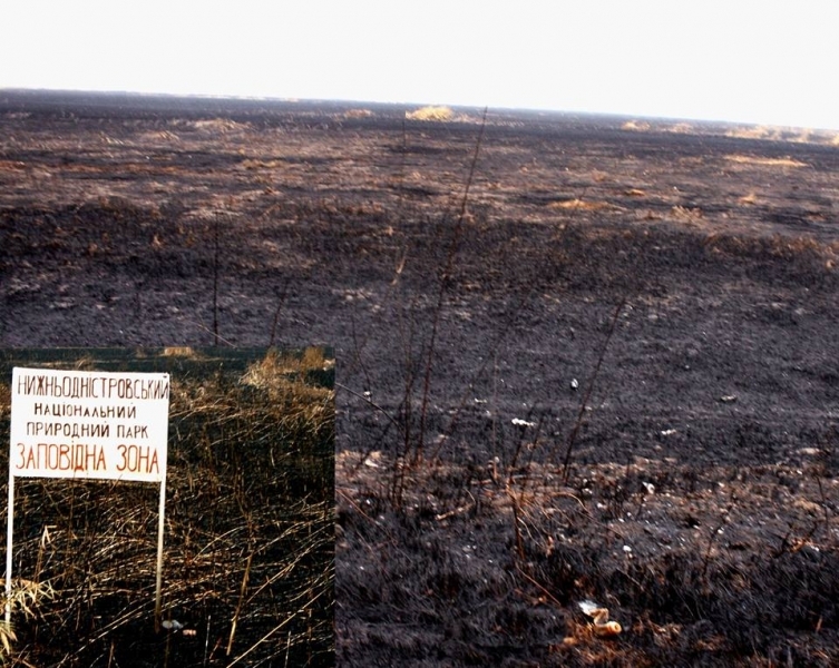 Трехдневный пожар в Нижнеднестровском парке уничтожил 1 тыс. га тростника и мелких млекопитающих