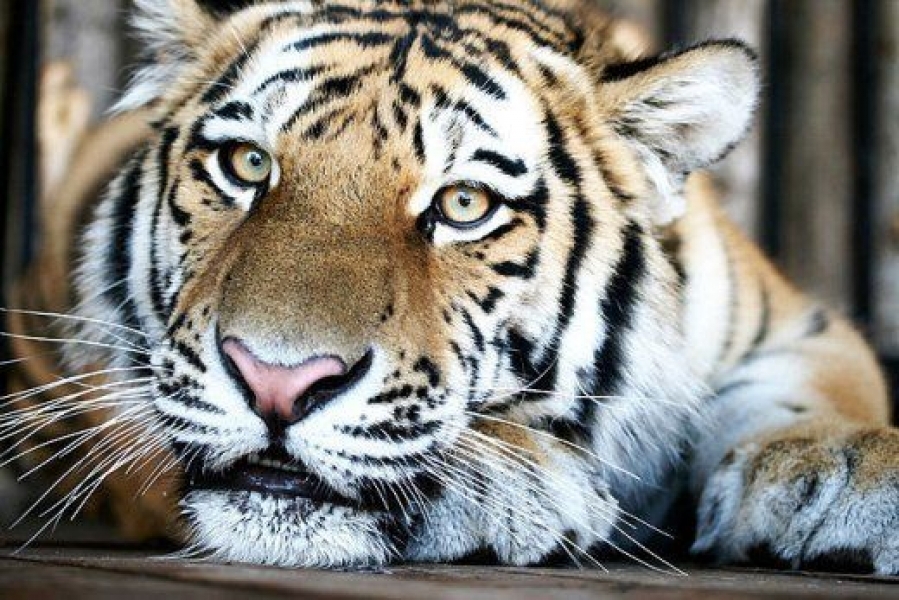 Новое просторное жилище появилось у тигров в Одесском зоопарке