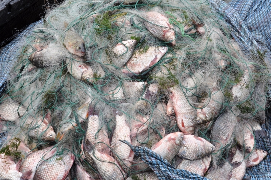 Браконьеры выловили свыше 100 кг молодняка рыб на озере в Ренийском районе
