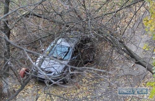 Непогода в Одессе: мэрия просит горожан не оставлять машины под деревьями