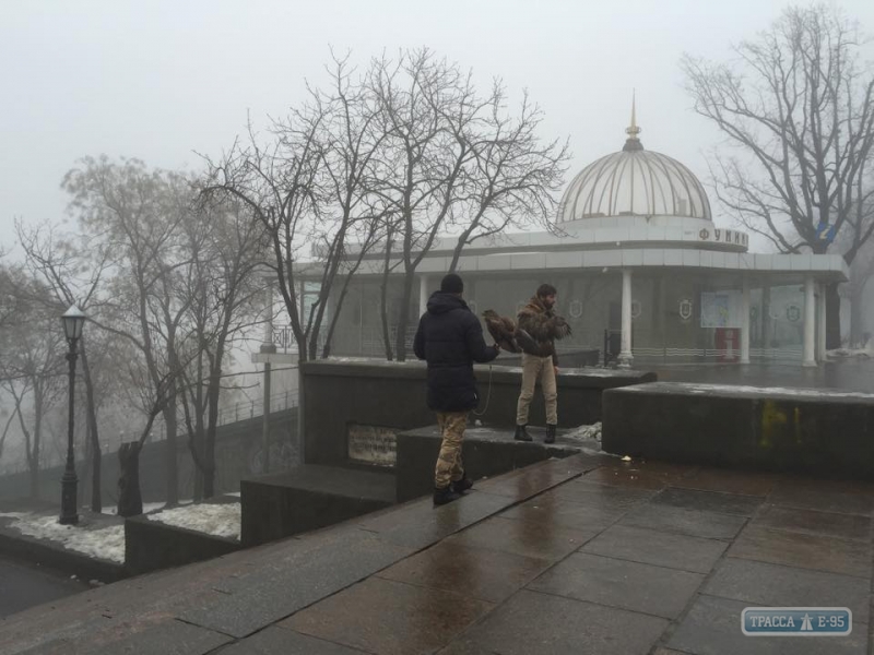 Нарушители снова предлагают одесситам и гостям города сфотографироваться с орлами