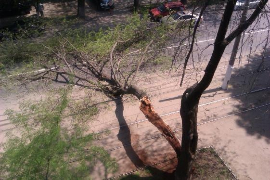 Буря в Одессе: более 10 деревьев рухнули и парализовали движение в различных районах