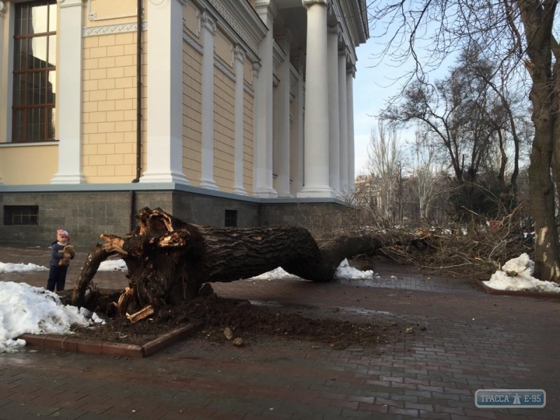 Огромное дерево рухнуло на Соборной площади в Одессе (фото)