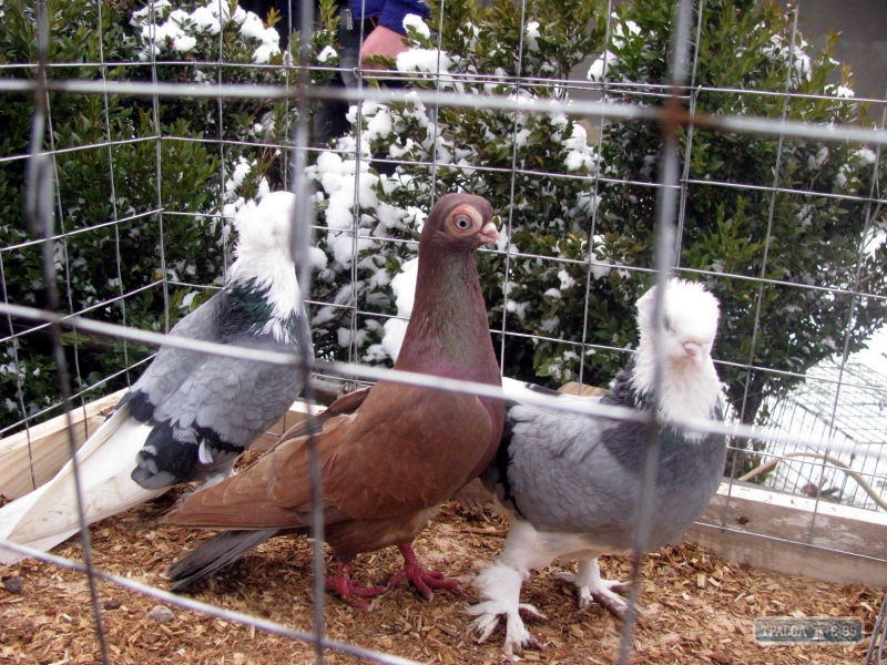 Региональная выставка голубей и домашних животных прошла в Ананьеве
