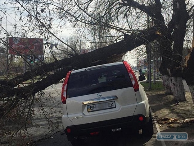 Упавшее дерево раздавило автомобиль в Одессе (фото)