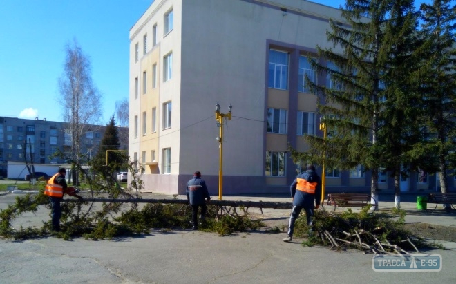 Власти Балты решили вырубить огромные ели на главной площади города