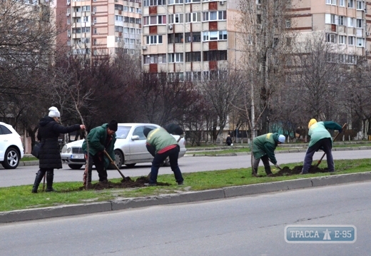 Одесские коммунальщики высадили вдоль Днепропетровской дороги 55 деревьев