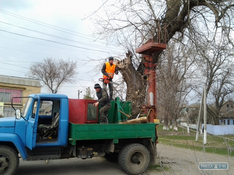 Коммунальщики уничтожают полувековые деревья во Фрунзовке