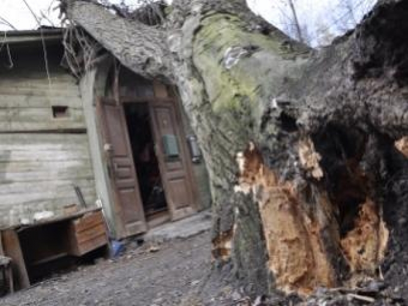 Дерево рухнуло на жилой дом в Одессе. Спасатели работали несколько часов