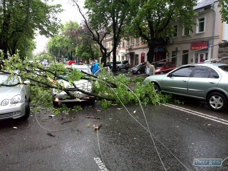 В Одессе из-за ливня и шквального ветра начался древопад. Ветви падают на автомобили (фото)