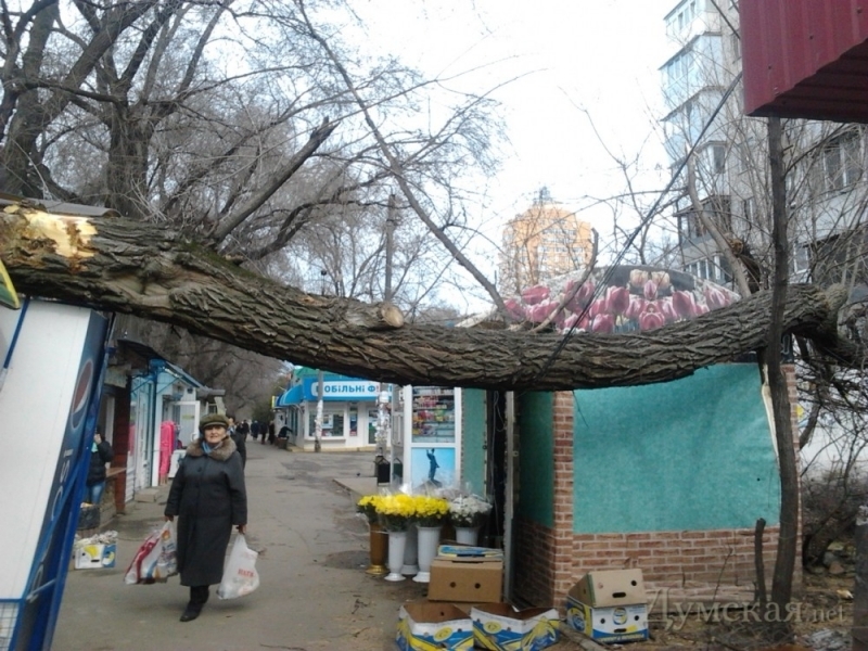 Упавшее дерево оставило без электроэнергии одесский рынок (фото)