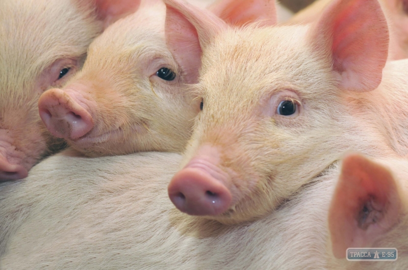 Африканская чума свиней добралась до еще одного района на севере Одесщины